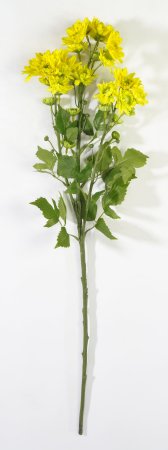 Ветка хризантемы кустовой желтой