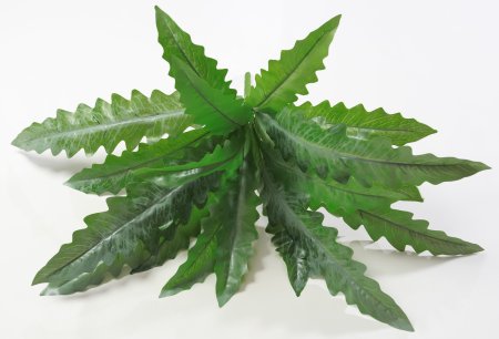 картинка Асплениум от магазина KALINA