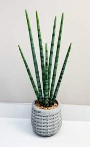 Сансевиерия цилиндрик 50 см