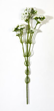 Статица белая