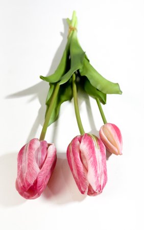 Тюльпан Пепл Принц розовый (2+1)