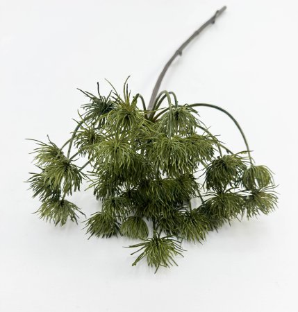 Борщевик болотный