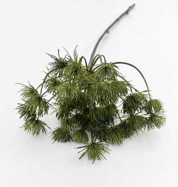 картинка Борщевик болотный от магазина KALINA