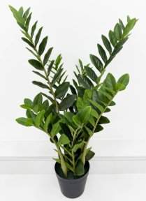 Замиокулькас кустовой 85 см