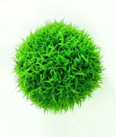 картинка Самшит Папоротник №1 от магазина KALINA