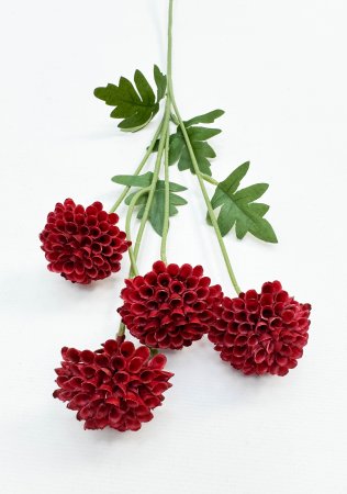 Георгин помпонный бордовый