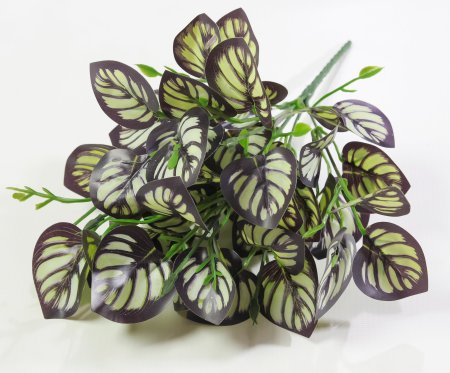 картинка Ветка калатеи от магазина KALINA