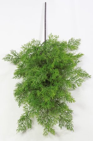 картинка Туя "Западная" 3 от магазина KALINA