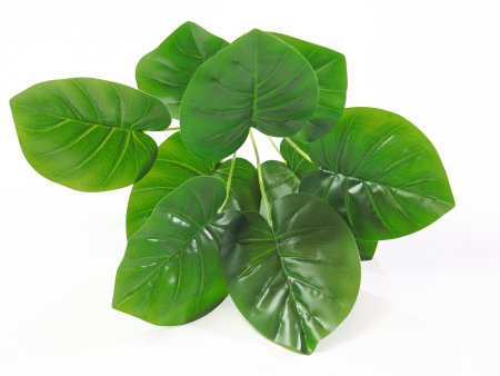 картинка Калатея зеленая от магазина KALINA