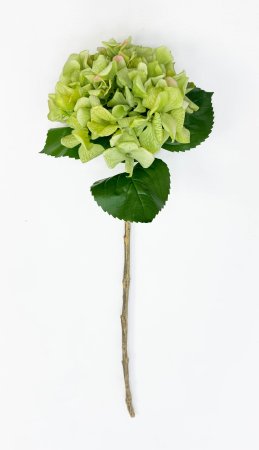 Гортензия «Фисташковый сорбет» 