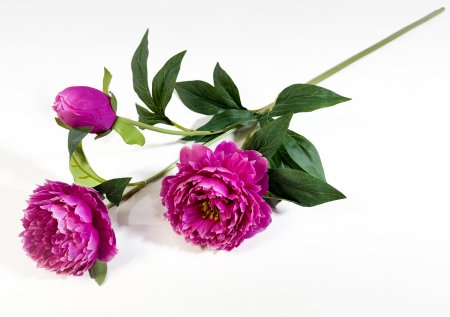 Ветка пиона "Феликс Суприм" малиновый