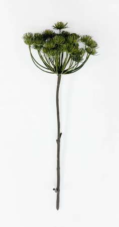 Борщевик болотный