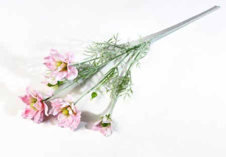 Клематис розовый