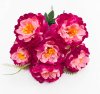 Пион "Лаки" 6 цветков