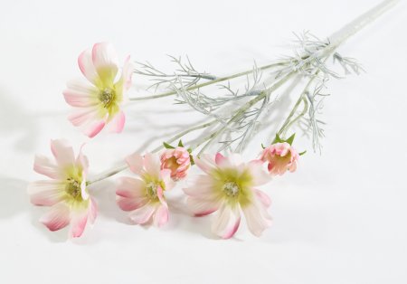 Ветка космеи чайная роза