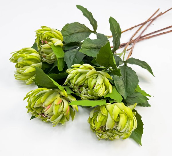 Хризантема зеленая