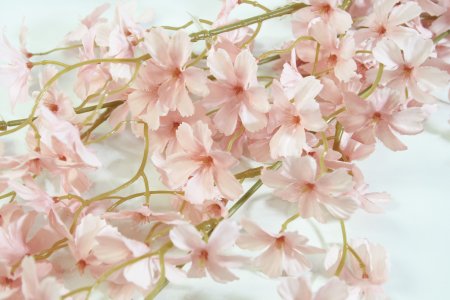 Ветка сакуры Сезон чайная роза