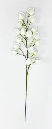 Физалис молочный