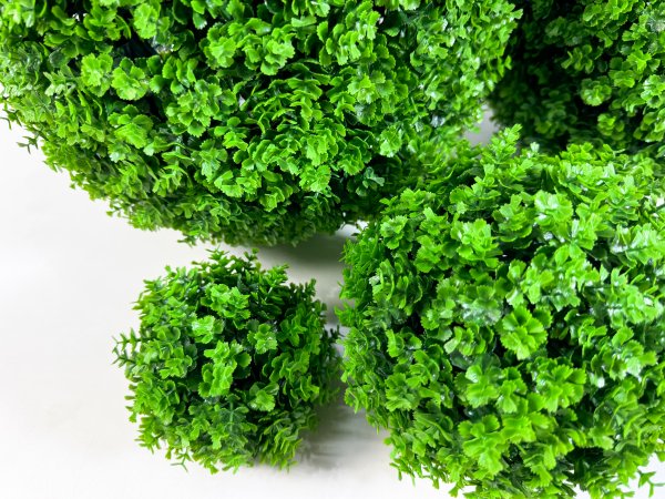 картинка Самшит "Мурава" №23 от магазина KALINA