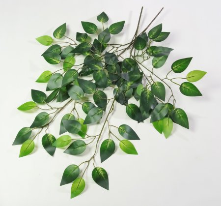 картинка Лист фикуса "Рафаэлла" от магазина KALINA