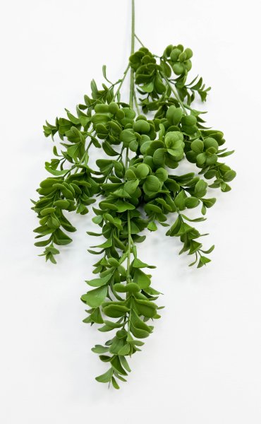 картинка Пеперомия высокая от магазина KALINA