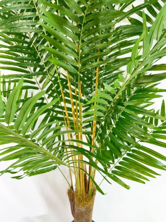 Хризалидокарпус пальма 220 см БЕЗ КАШПО