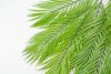 картинка Ветка пальмы 3 (12 листов) от магазина KALINA