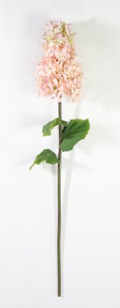 Гортензия метельчатая чайная