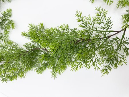 картинка Лиана кипариса от магазина KALINA