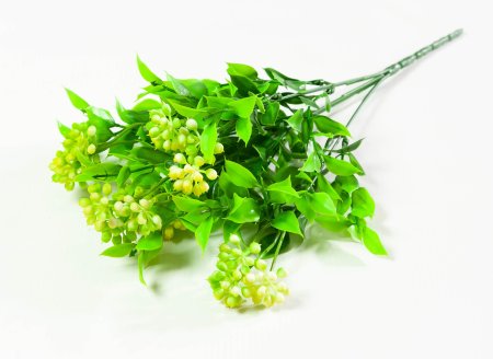 Скимия разноцветная