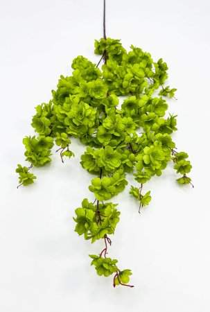 Сакура "Ветка Ханами" зеленая