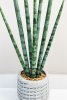 Сансевиерия цилиндрик 50 см