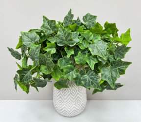 Плющ садовый букет