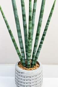 Сансевиерия цилиндрик 50 см