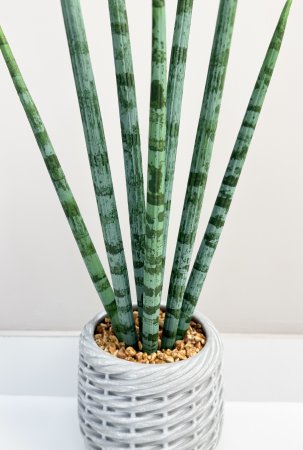 Сансевиерия цилиндрик 50 см