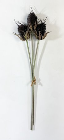 Эрингиум крупный коричневый