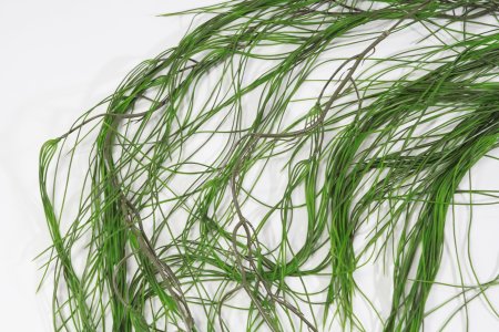 картинка Рипсалис нитевидный от магазина KALINA