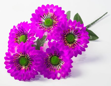 Букет ромашек "Паприка" 5 цветков