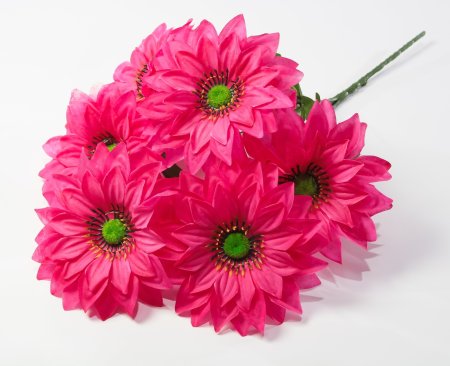 Георгин с зеленой тычинкой 6 цветков