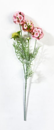 Скабиоза звездчатая коралл