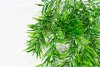 картинка Розмарин ампельный 2 от магазина KALINA