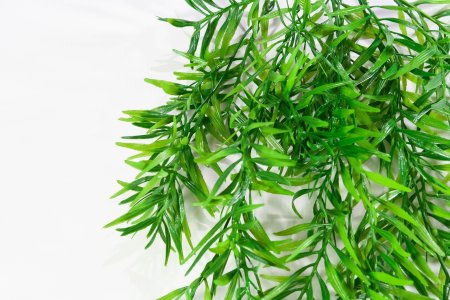 картинка Розмарин ампельный 2 от магазина KALINA