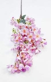 Сакура мелкопильчатая сиреневая