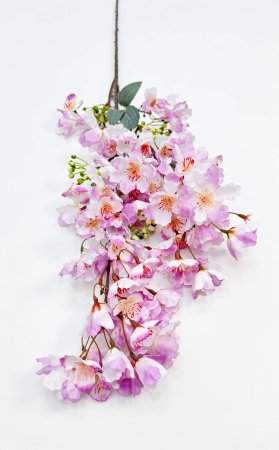 Сакура мелкопильчатая сиреневая