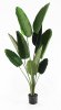 Куст банан "Бальбиса" 160 см.