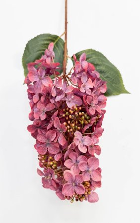 Гортензия метельчатая "Вилмс" бордо