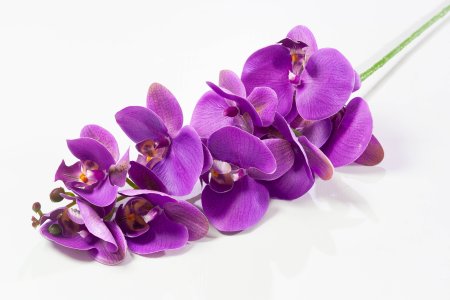 Ветка орхидеи 6