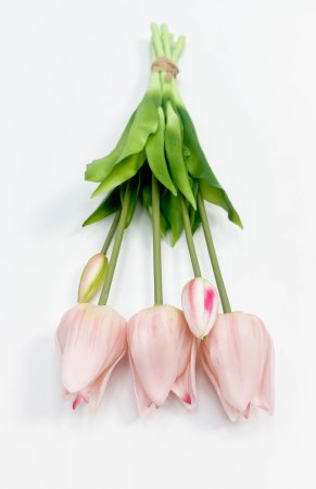 Тюльпан "Триумф" нежно-розовый