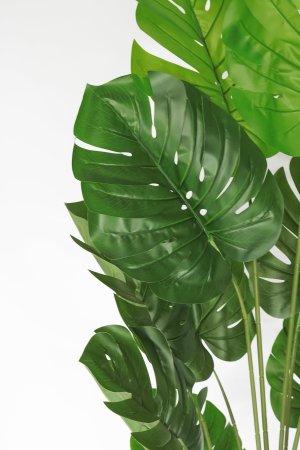 Куст монстеры малый 120 см.