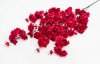 Сакура "Ветка Ханами" красная